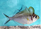 Hump Head Glass Fish