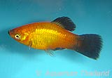 Red Gold Wag Platy