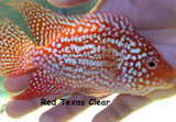 Red Texas Clear